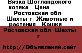 Вязка Шотландского котика › Цена ­ 1 500 - Ростовская обл., Шахты г. Животные и растения » Кошки   . Ростовская обл.,Шахты г.